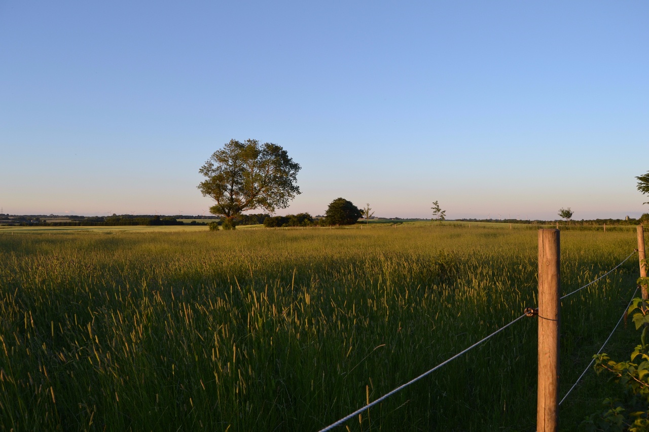 Selvom sommeren i DK er en lunefuld størrelse..så holder jeg af den..og nyder lige nu de smukke aftener der også har været..ikke mindst mine aftenture ned over markerne i solnedgang,med gøgens kukken og nattergalens sang i det fjerne..hylden der blomstrer og spreder sin karakteristiske duft. Hvad mere kan man ønske sig?