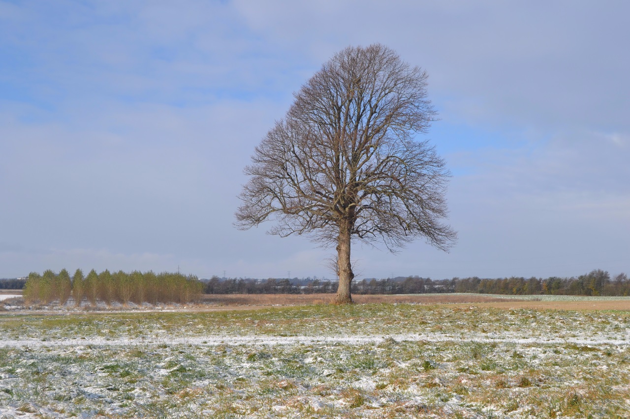 Det er blevet vinter i DK...og meget koldt. Men samtidig flotte frostklare dage med sol og blå himmel. Der er noget dejligt ved alle årstider, der sker hele tiden forandringer i naturen, lyset og farverne skifter..vi skal bare  få øje på det og nyde det som er..lige nu :)