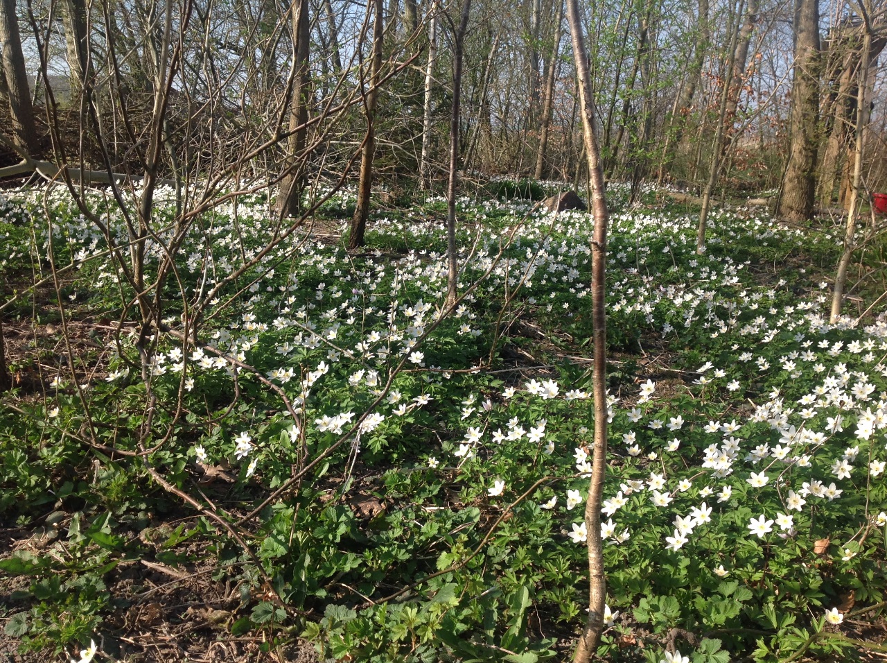 Lige nu er vores skovbund hvid som sne..dækket af smukke anemoner..og de bliver flere og flere, heldigvis😊