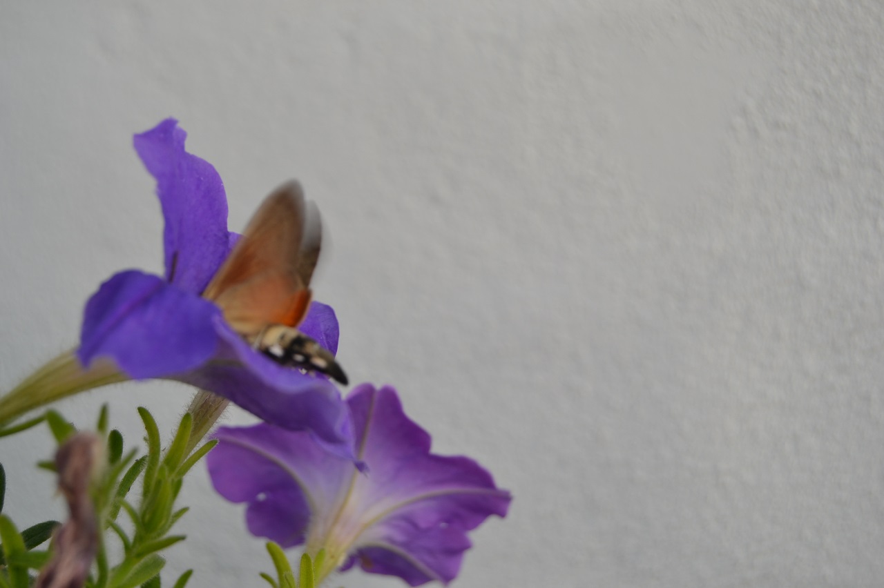 Forleden fik vi øje på en lille sværmer som mindede meget om en kolibri. Den stod stille i luften imens den bevægede vingerne og sugede samtidig nektar med sin lange snabel. Har siden fundet ud af at den hedder duevinge og kommer fra Sydeuropa. Den lægger kun vejen forbi DK i varme somre :-)

The other day we saw a little butterfly that reminded a lot about a hummingbird. It stood still in the air as it moved the wings and sucked at the same time nectar with its long tongue. I have found out that it is called Duevinge in Danish and comes from the southern of Europe. It only comes to DK in hot summers.
