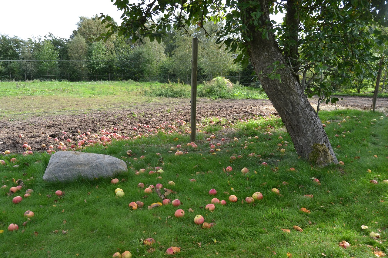 Så gik der endnu en sommer med besøg af en masse glade mennesker fra nær og fjern, i år fra 10 forskellige lande! Lige om lidt bliver her stille, og oplevelserne får lov til at synke ind. Dejligt at tænke på at vi har gjort hvad vi kunne for at gøre dem alle en oplevelse rigere.
