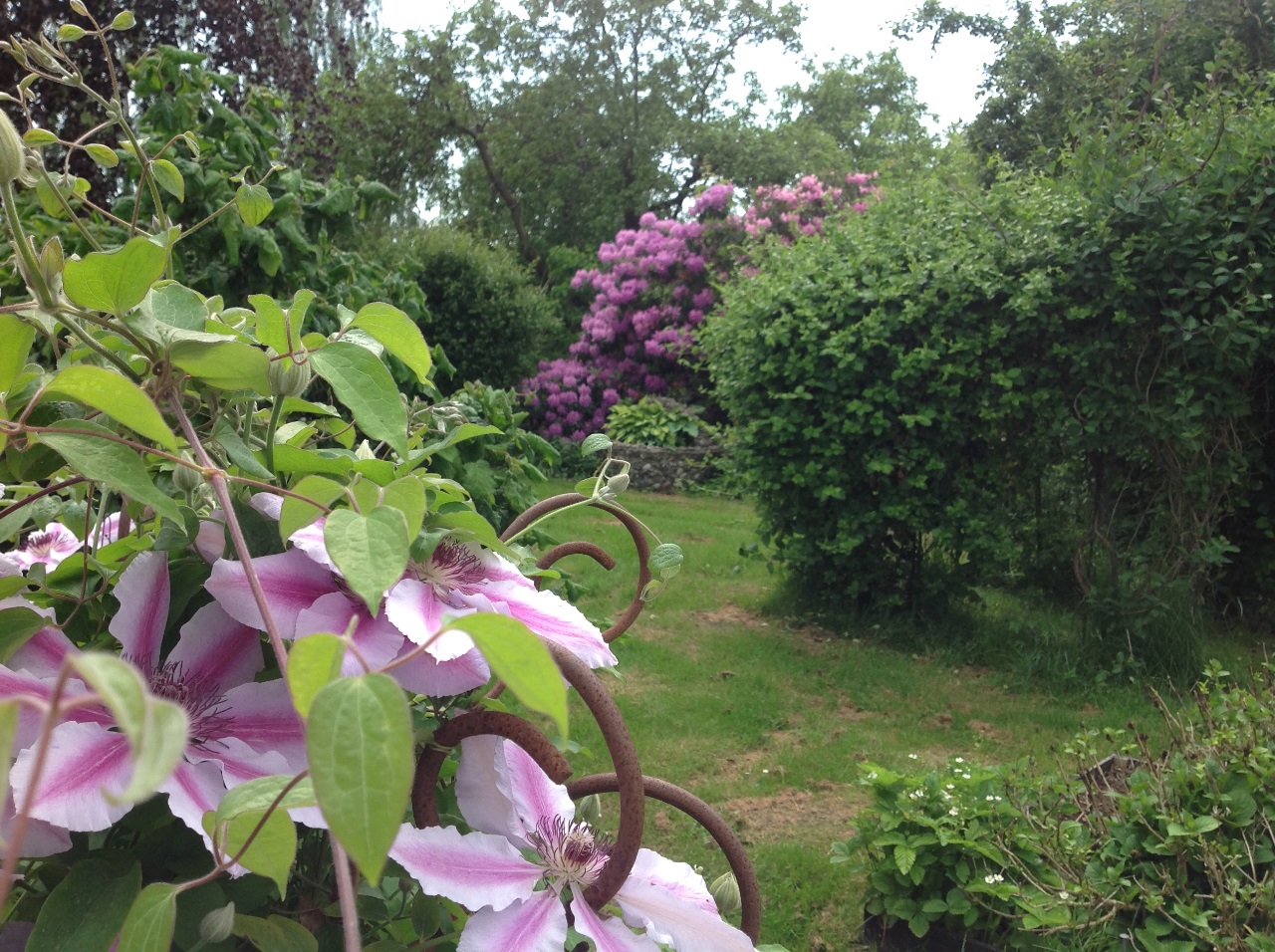 En smuk tid på året er når vores kæmpe rhododendron blomstrer om kap med clematis, bonderoser og lupiner. Lige for tiden byder vejret på både sol, regn og lune dage..perfekte betingelser for al vækst😊
