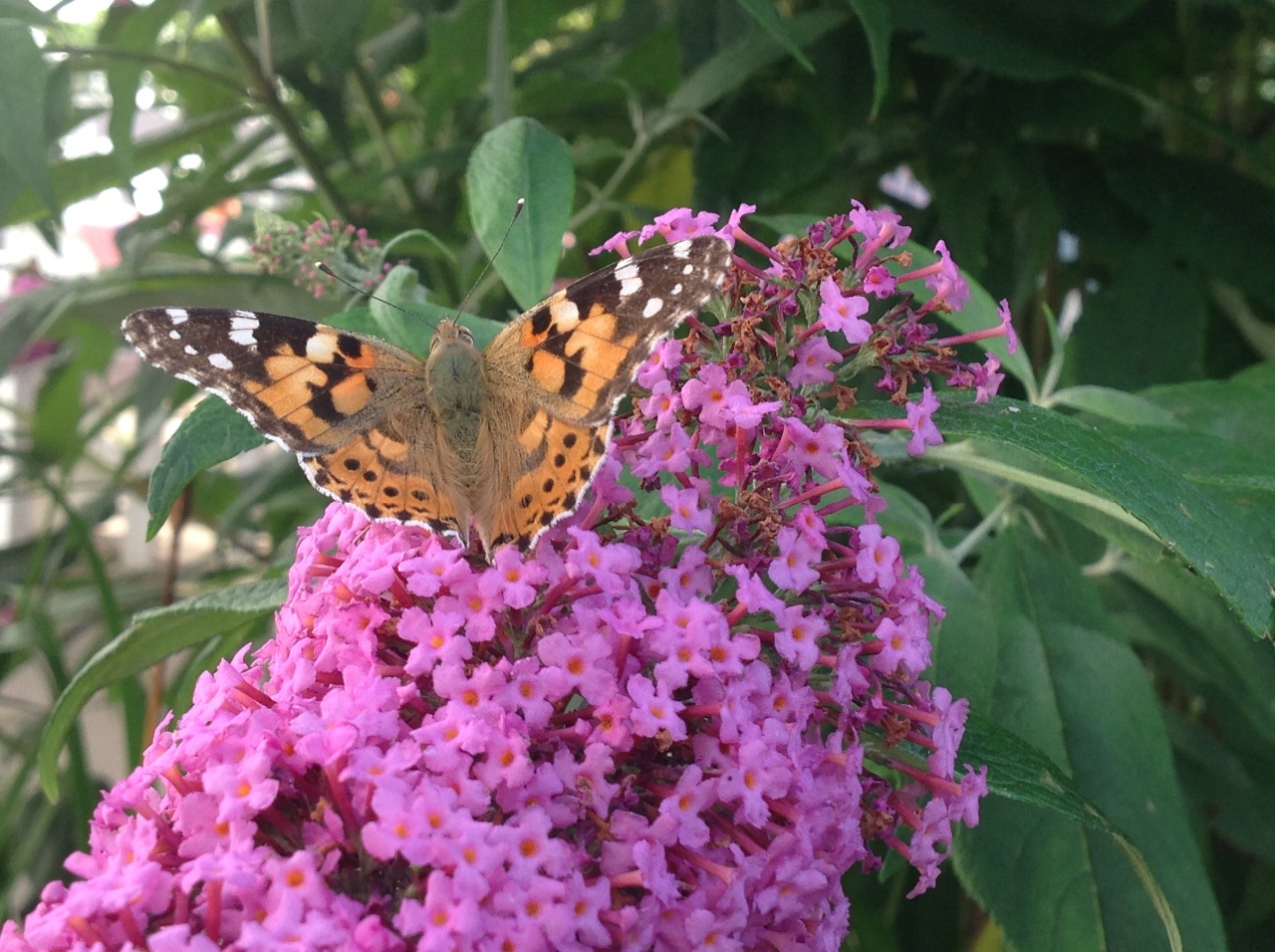 Lige nu er  sommerfuglebusken på terrassen bogstavelig talt levende..de smukkeste sommerfugle flokkes omkring de farvestrålende blomster..et virkelig smukt og betagende syn hvert eneste år ved denne tid.