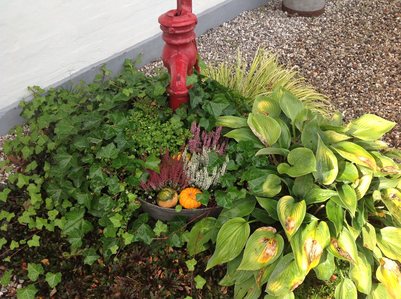 Vandpumpen ved indgangspartiet er med til at definere årstidernes skiften, idet blomster og planter i zinkbaljen hele tiden skiftes ud i takt med sæsonen på året. Og altså lige nu prydes med lyng i flere farver, hosta med efterårskulør og små pyntegræskar, som byder pænt velkommen😊