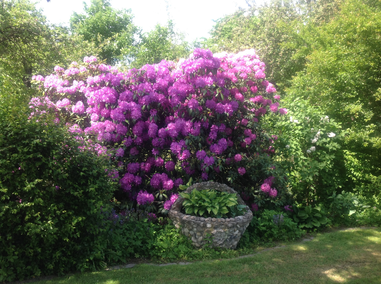 Nu blomstrer de smukke rhododendronbuske..og vi er heldige at have to gigantiske eksemplarer i haven..de stod her da vi overtog huset og har sikkert mange år på bagen.