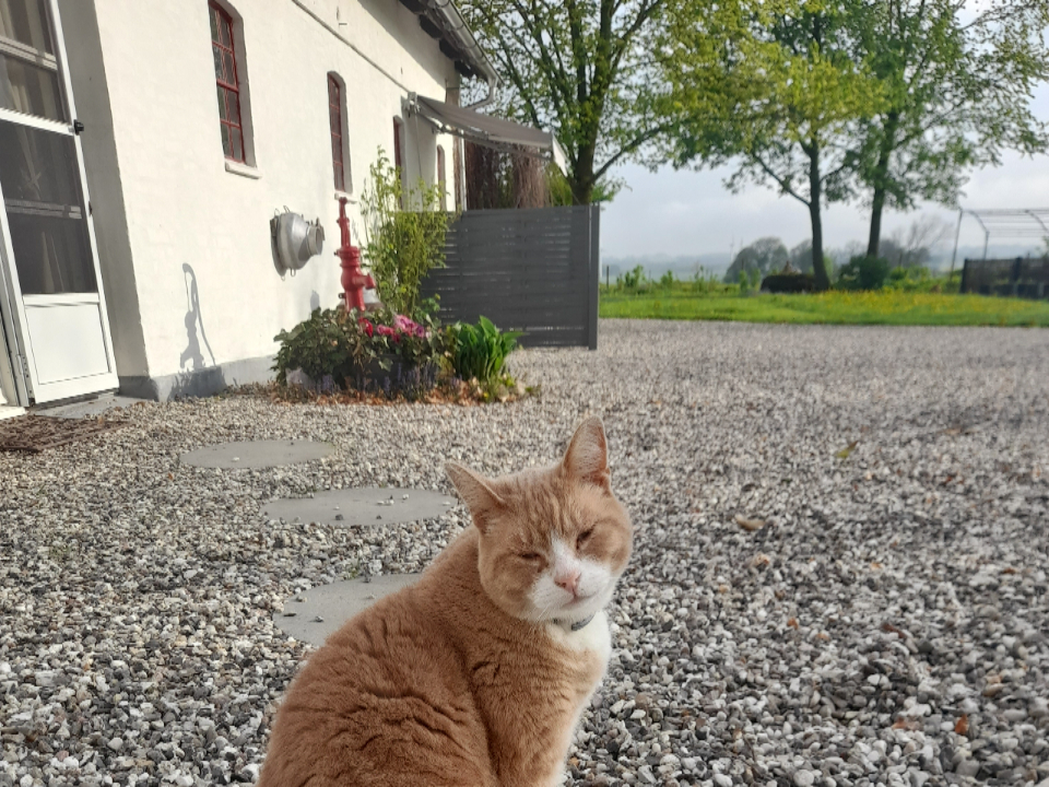 Vi har sagt et sidste farvel til vores dejlige hankat,Røde. Han blev pludselig alvorligt syg, og måtte aflives. Det er et stort savn. Med hans rolige væsen, charmede han sig ind på alle vores gæster, og vandt lynhurtigt deres sympati. Det bliver svært at erstatte 😢 men tak for de 5 år vi nåede at få med dig, Røde❤