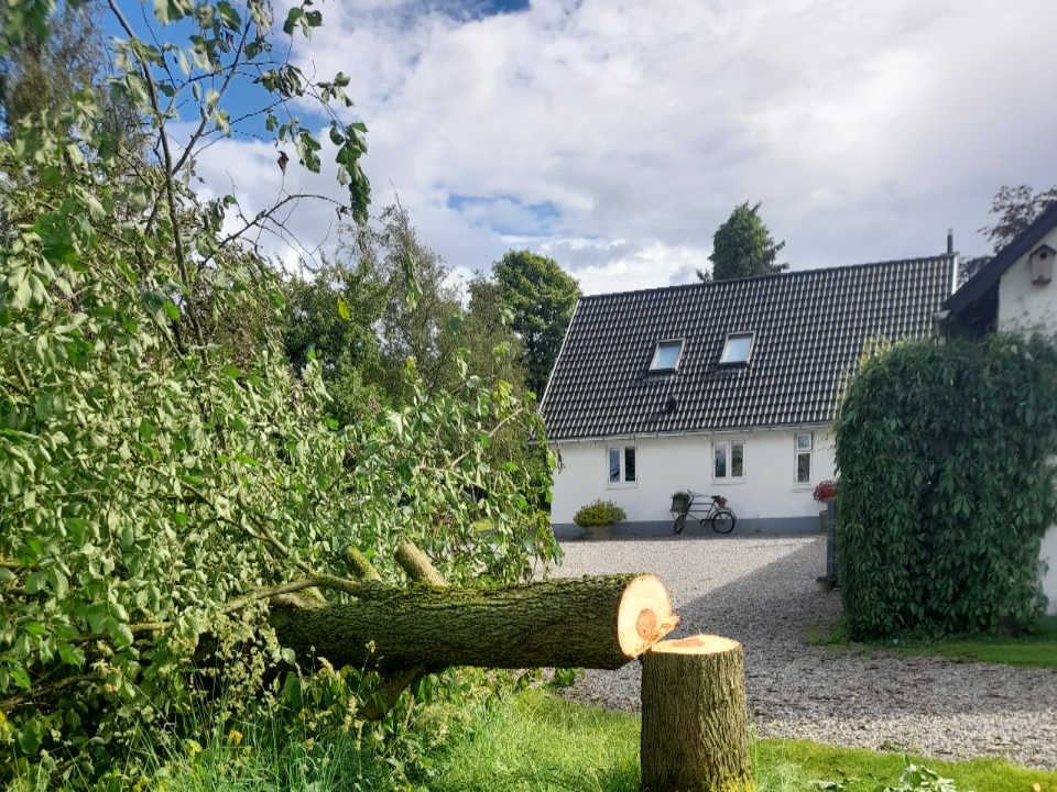 Vores store elmetræ har fået elmesyge..bladene begyndte langsomt at visne flere og flere steder, og skovmanden vidste hvor det bar hen. Så i dag måtte det falde, for ikke at smitte andre elmetræer. Det giver en masse lys, men det efterlader også tom plads..det skal jeg lige vænne mig til. Jeg har altid synes det var lidt synd at fælde et stort træ, med tanke på hvor mange år det vil tage for et nyt at vokse sig stort. Men ingenting varer ved, alting er under forandring. 